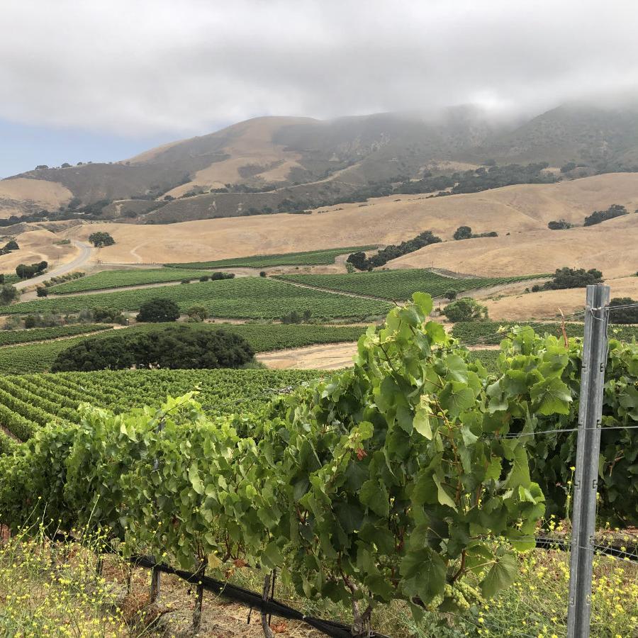 Ken Brown Wines