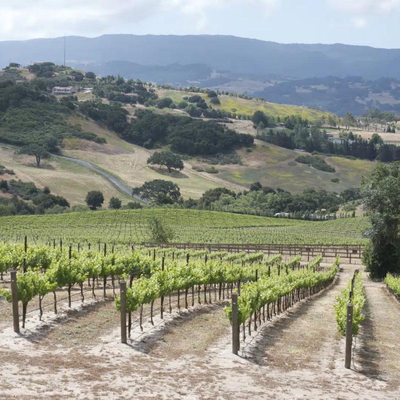 SAMsARA Vineyard
