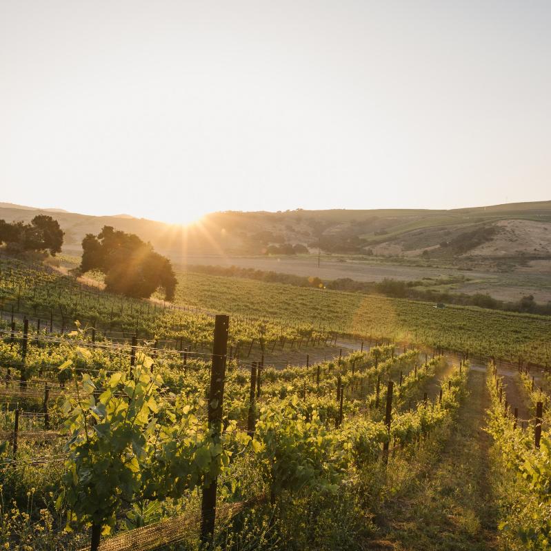 Strange Family Vineyard