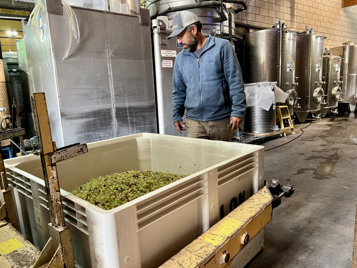 Brander Vineyard grape harvest