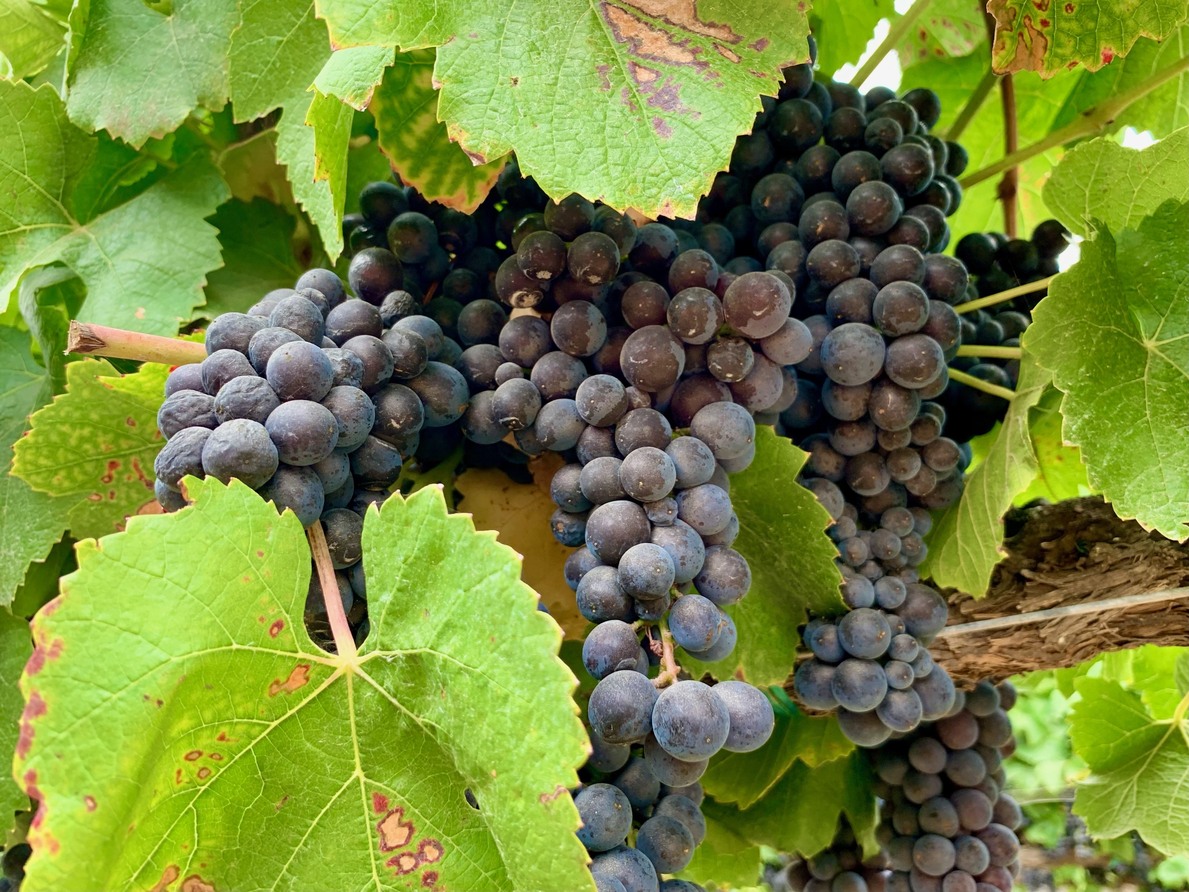 2023 grape harvest after a wet winter