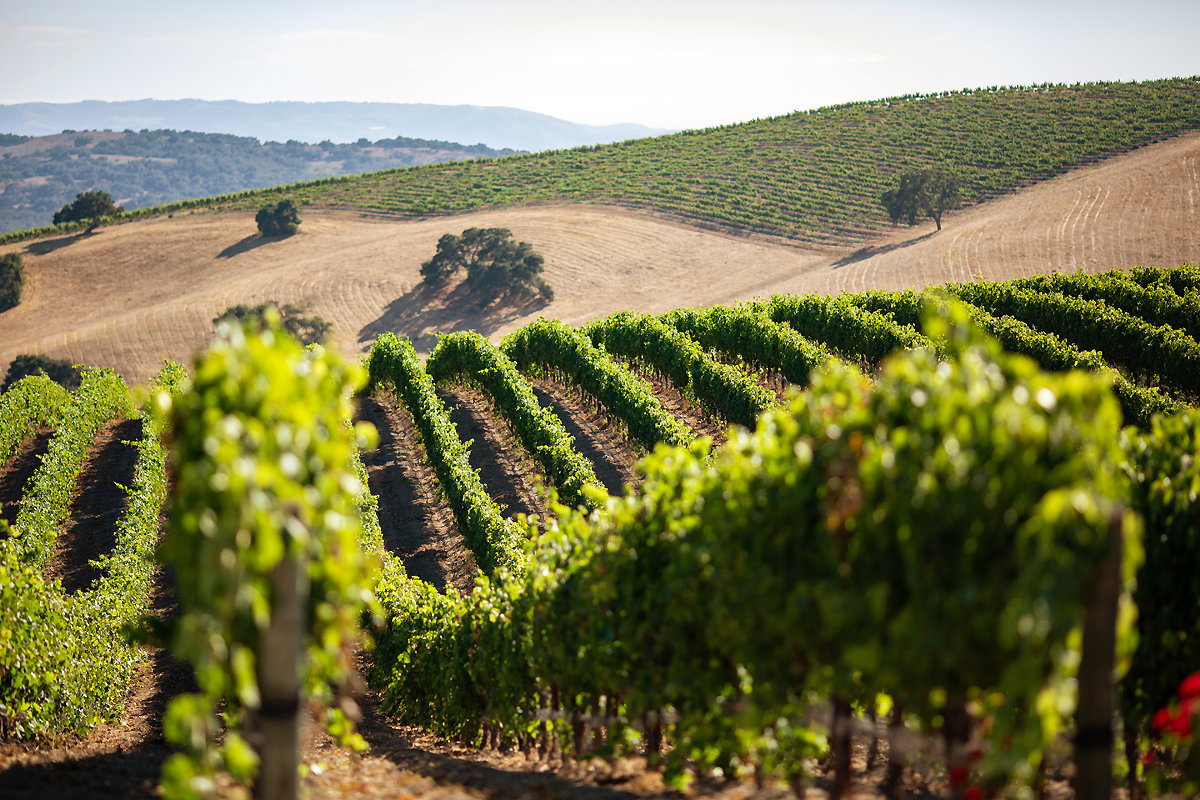 Piazza Family Wines