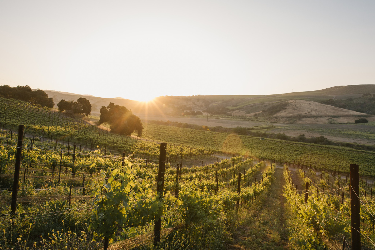 Strange Family Vineyard
